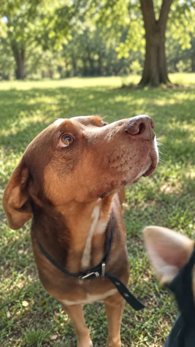 Choco en la naturaleza