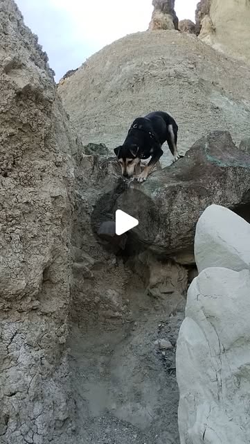 Nala encuentra su camino